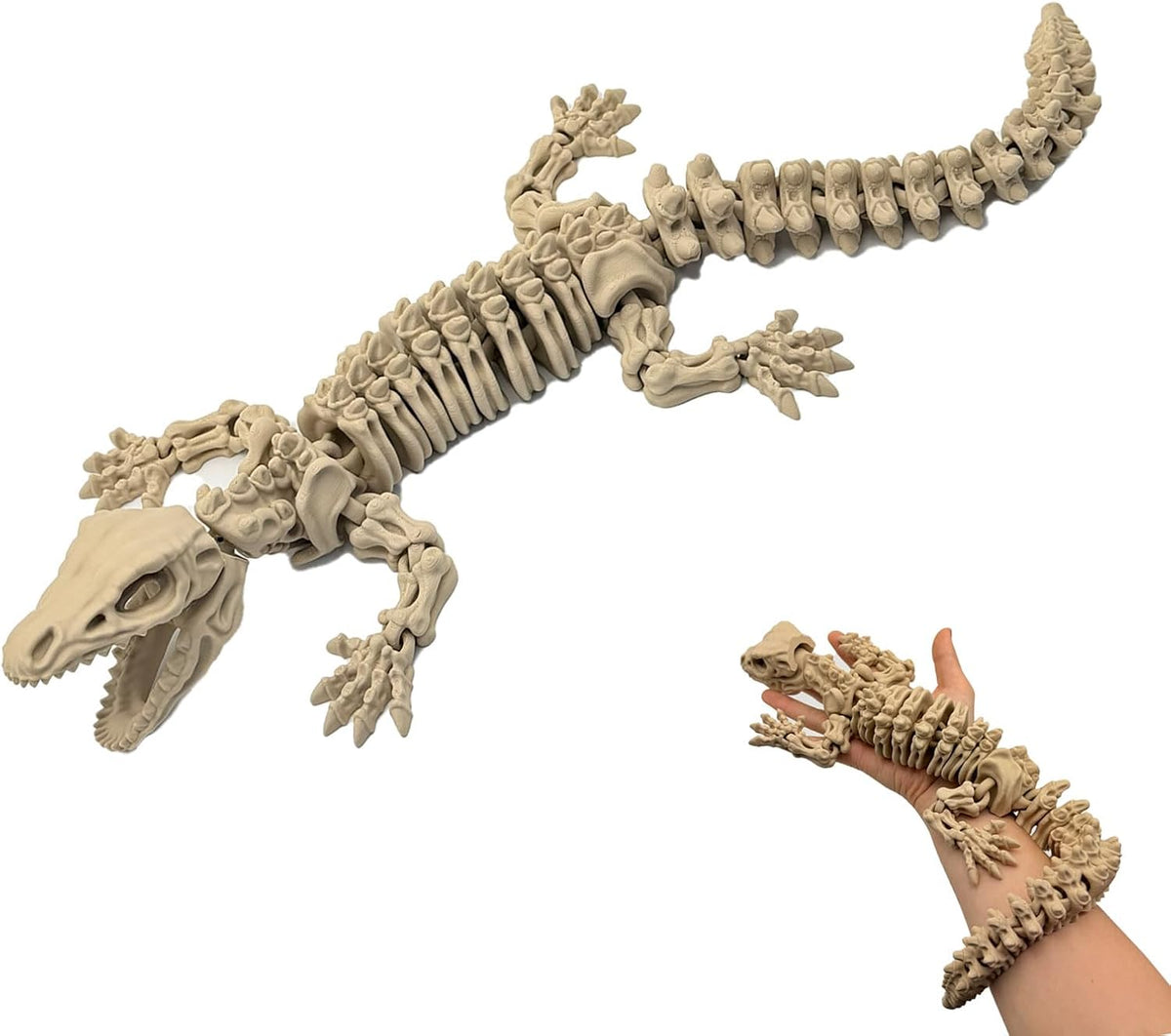 17 in Mosasaurus Skeleton, Articulated - Bone